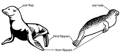 Sea Lion vs. Seal Differences